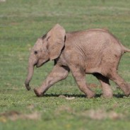 ¿Cómo podrá un ave sacar de un pozo a un elefante?